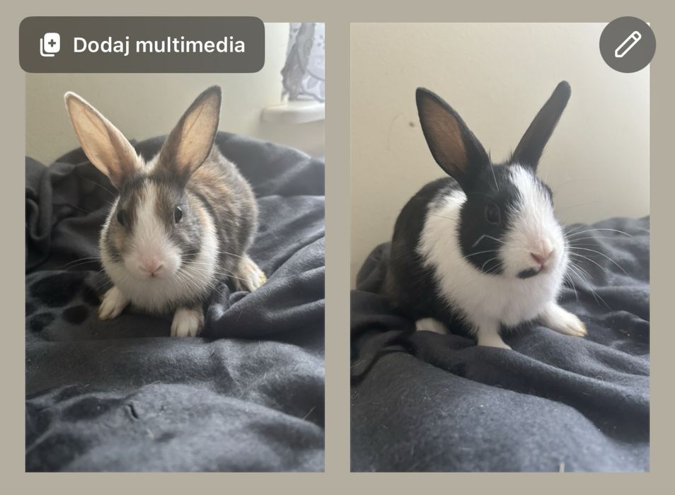 Oddam króliczki tylko w parze dwojke rodzenstwa miniaturka