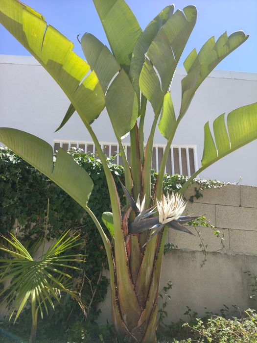 Palmeira para jardim