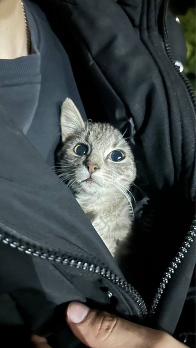 Кошенятко , маленьке , безпритульне, подаруйте дім!