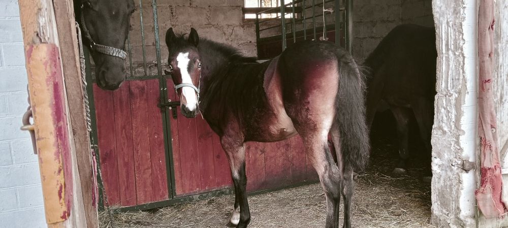 Sprzedam piękną zrebice odsadka