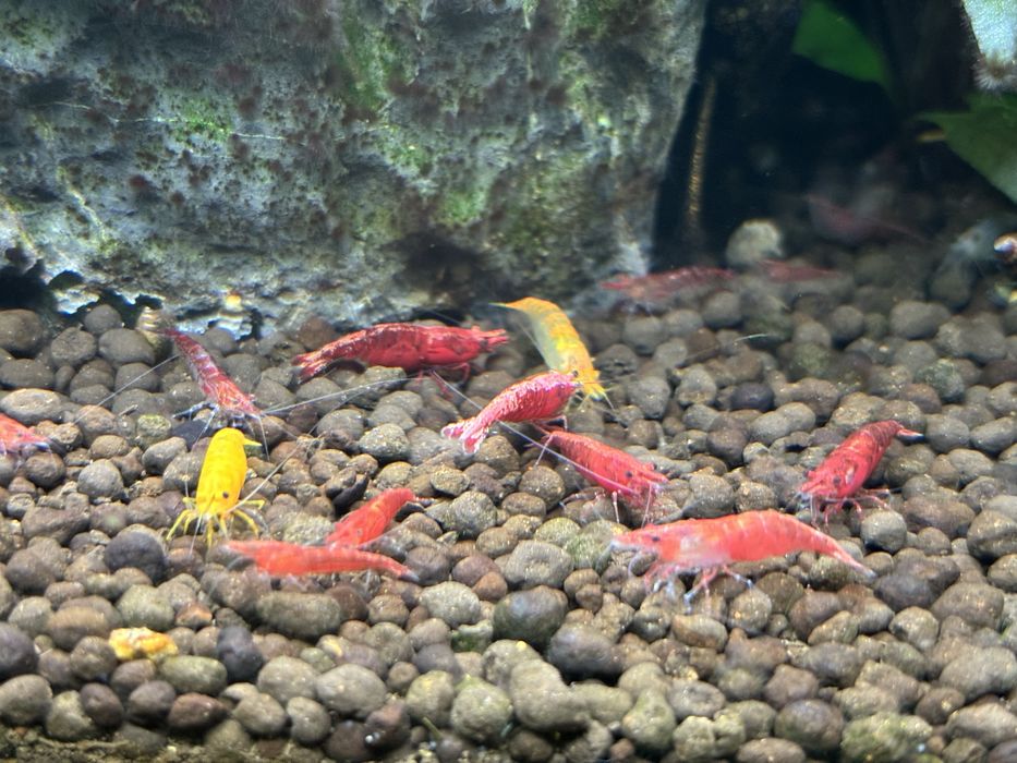 Krewetki Neocaridina davidi, Cherry Shrimp