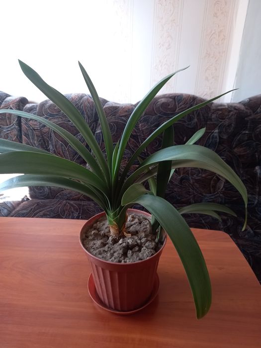 Продам или обменяю  комнатные растения