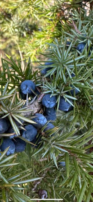 Ялівець ягода(можжевельник ).Закарпаття.За 1 кг.