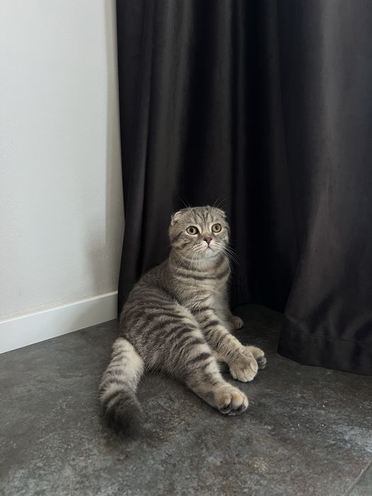 Висловухий муркотливий шотландець кошеня хлопчик scottish fold кастрований