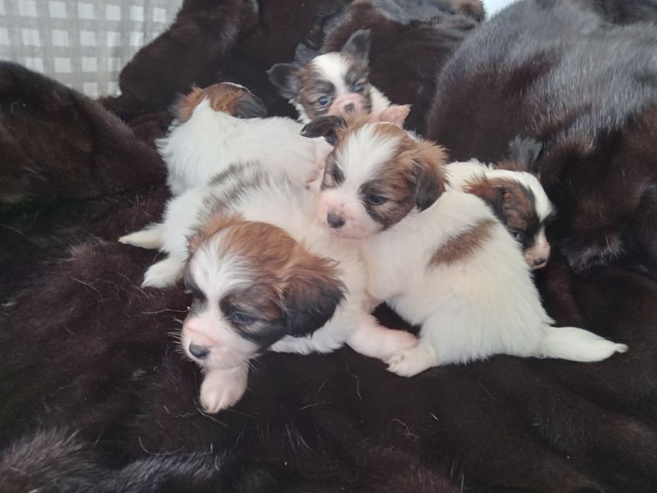 Щенки папильона бабочки