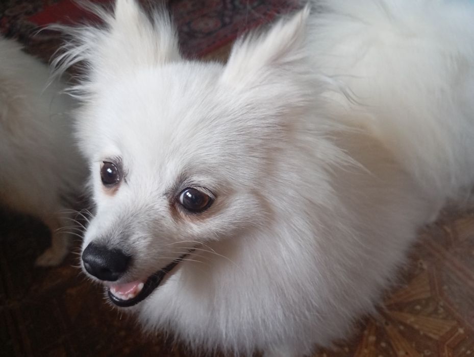 Пропала собака на ім'я глаша 13.03.2026