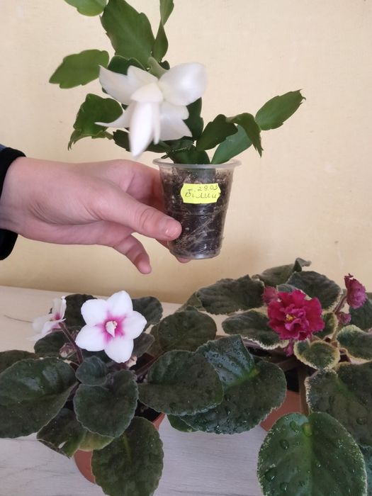 Дві фіалочки і різдяник