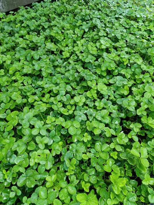Продам касетну розсаду полуниці сорт Брілаа
