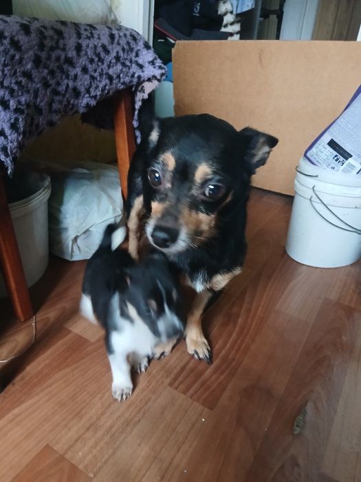 Щенки метис чихуашки