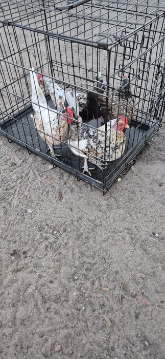 Liliputki kurki i kogutki