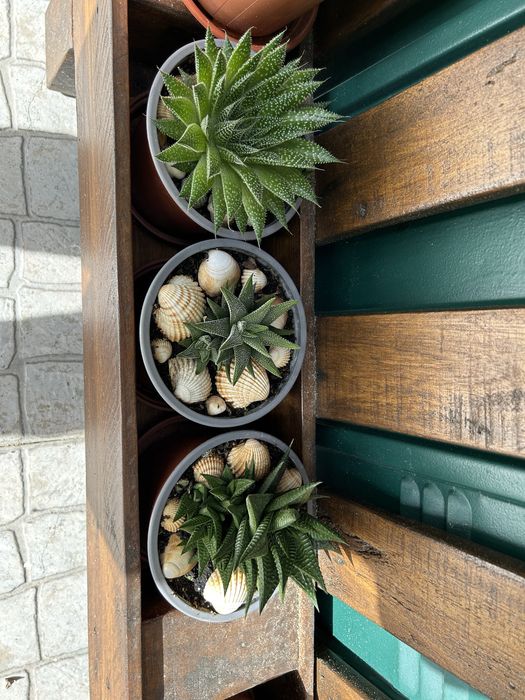 Vendo suculentas muito bonitas.