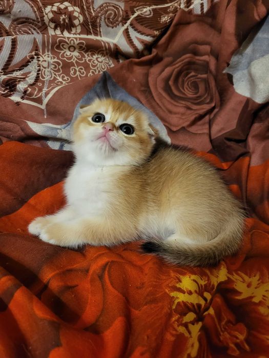 Красивенна дівчинка золота шиншилла.