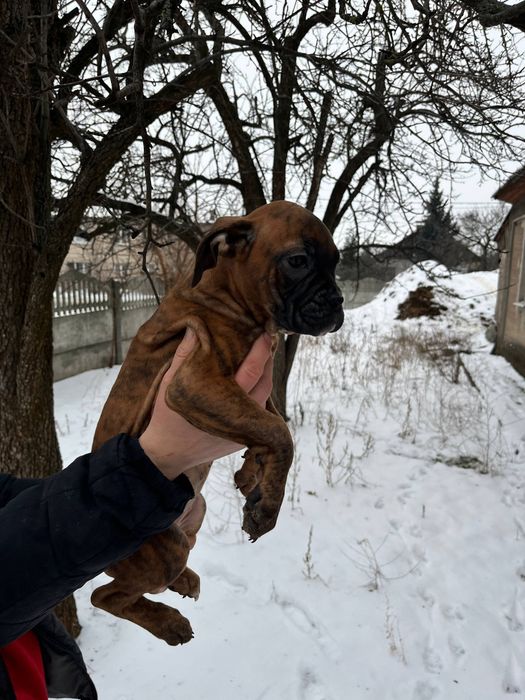 Цуцетяна/щенки  німецького боксера