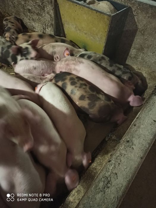 Dostępne od ręki prosięta, prosiaki 70 sztuk