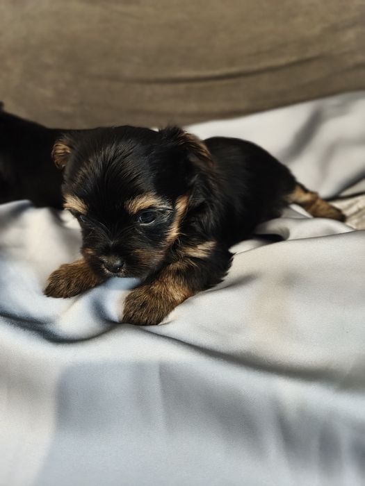 Yorkshire terrier York