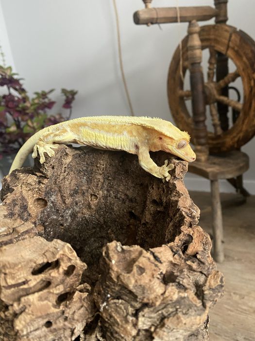 Gekon orzęsiony Lilly White Pinstripe - samiec