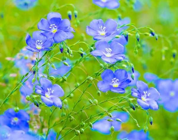 vendo sementes de linho azul