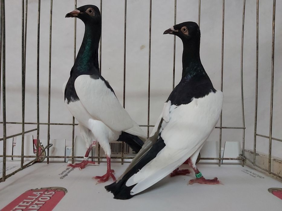 Gołębie Murzyny Polskie