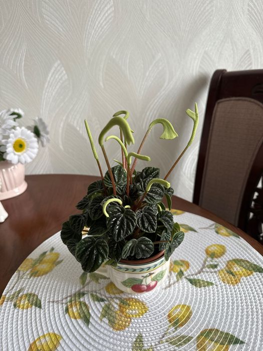 Продается пеперомия