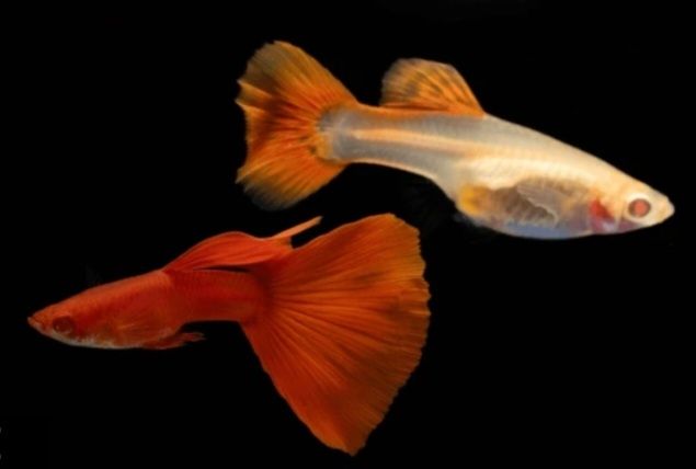 Gupik Full Red Albino