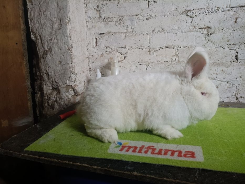 Samiec nowozelandzki biały