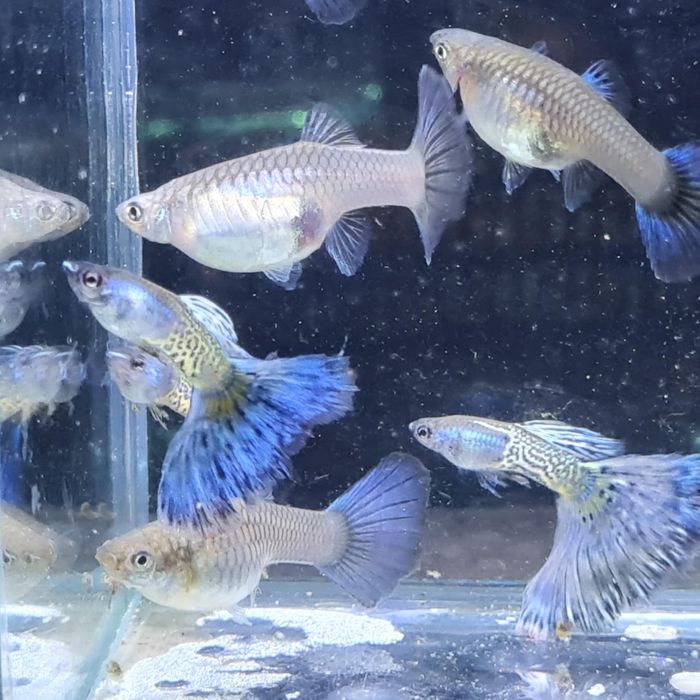 Gupik Snake Skin z Gupikowego Zakątka