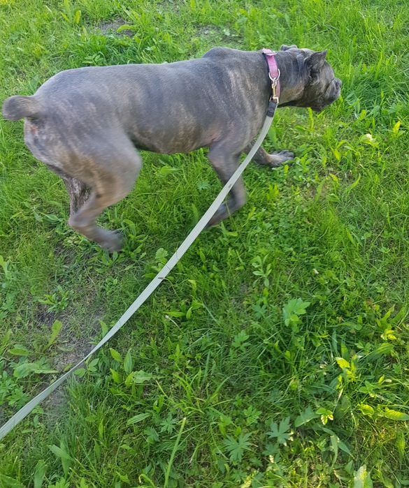 Перетримка собак  інших тварин...