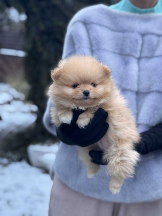 Шикарні цуцики Шпіца