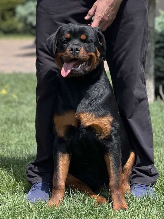 Цуценята ротвейлера шукають новий дім.