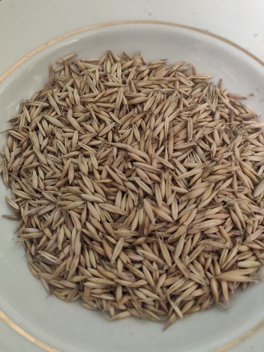 Овёс без химии собранный в ручную. Самое то для здорового образа жизни