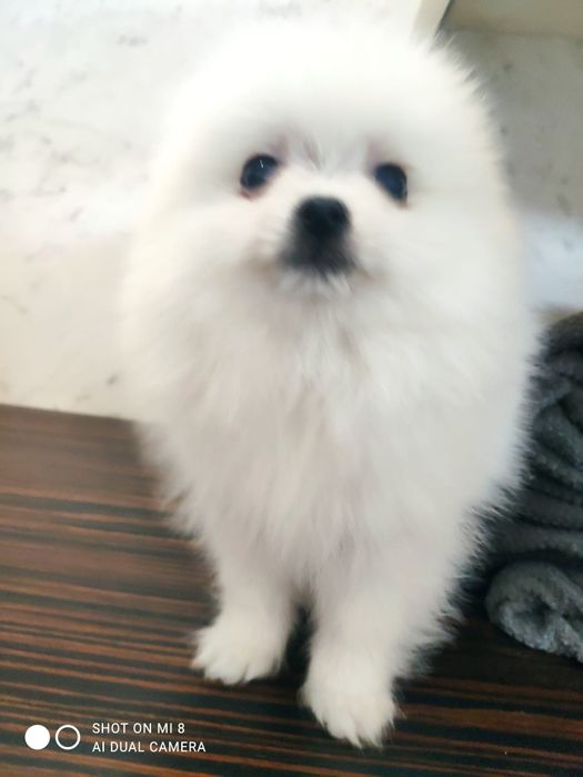 Siptz alemão anão/lulu da pomerânia com lop e afixo branca neve