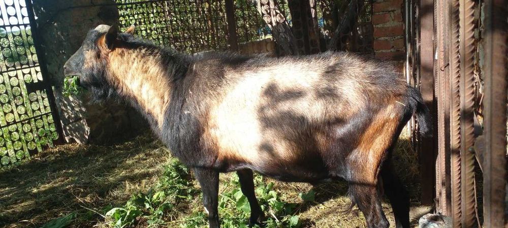 Цап Альпійської породи