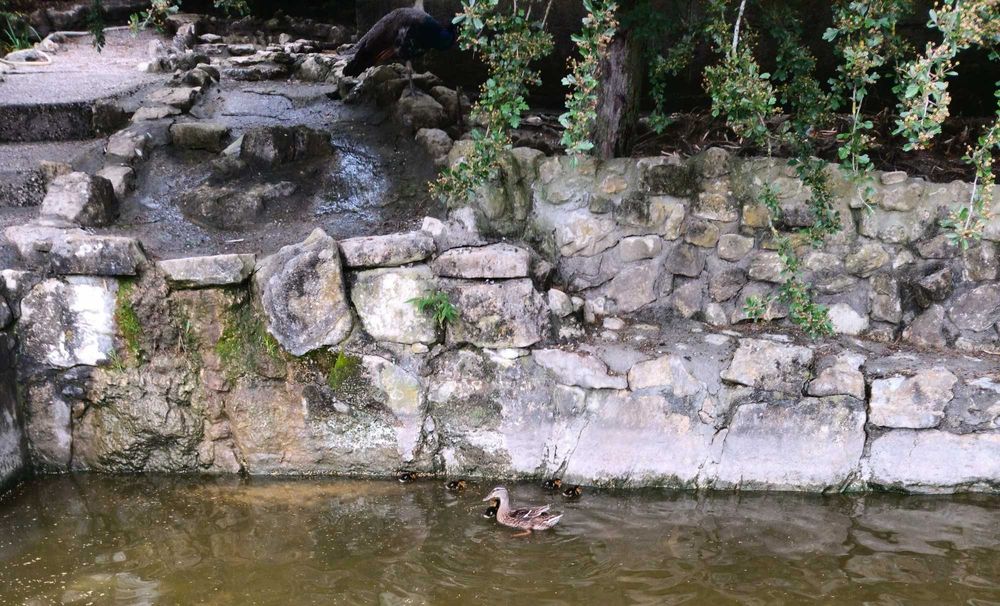 PATOS diversos nascidos e criados em liberdade