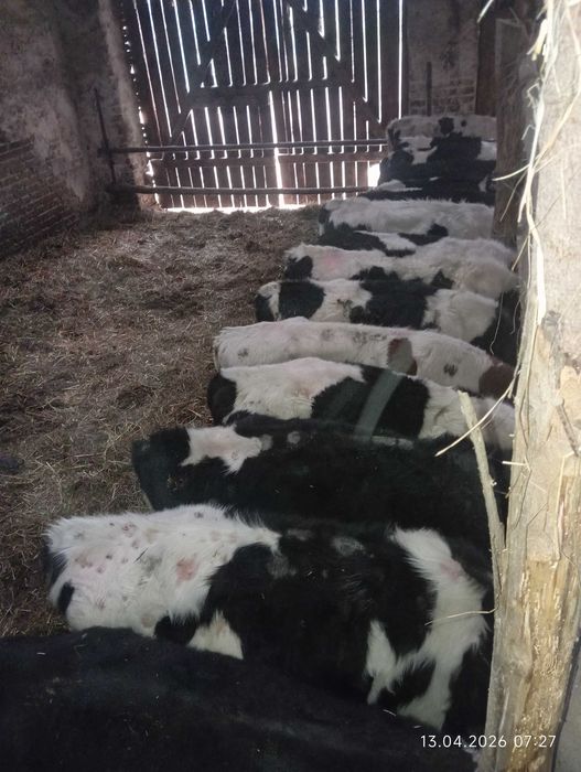 Byczki sprzedam! Na dopłaty.