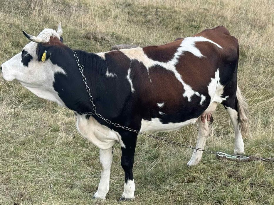 Продам гарну молоду корову