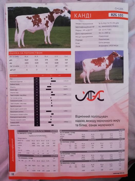 Продам теличку голштинської породи