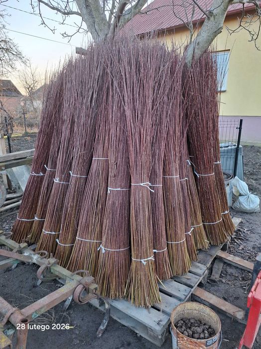 Wiklina zielona sprzedam