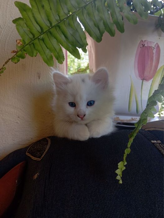 Відаю кошеня в добрі руки