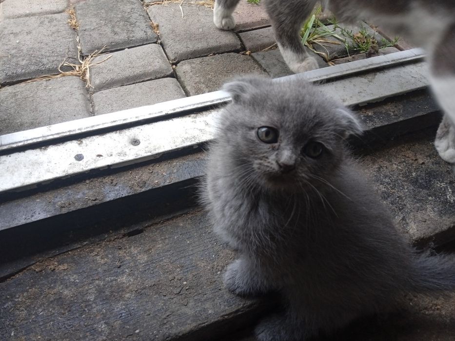 Продам котиків породистих
