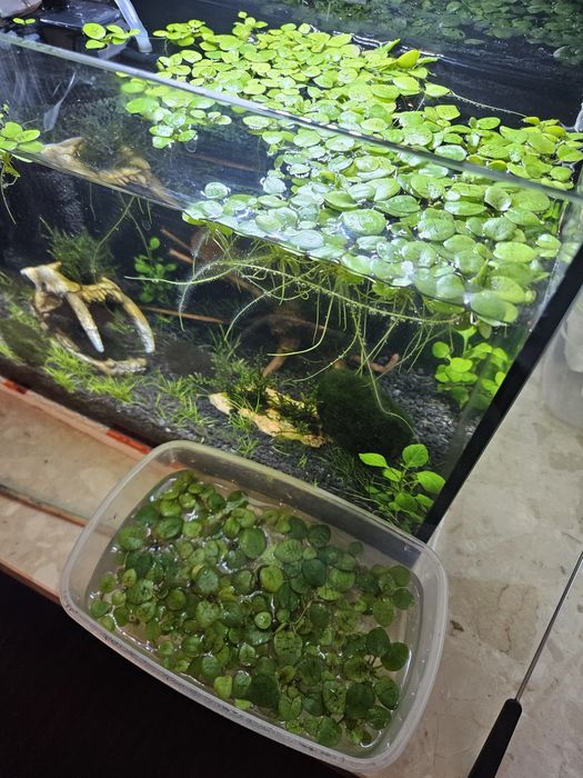 Lemnobium Laevigatum do akwarium