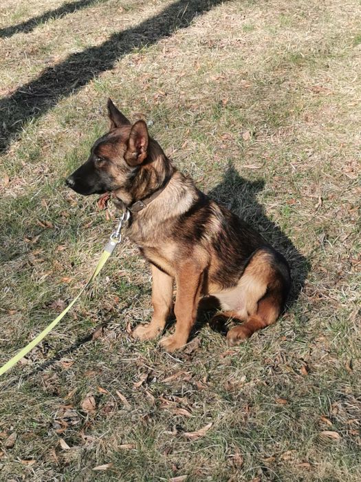 Owczarek Belgijski  stróżak