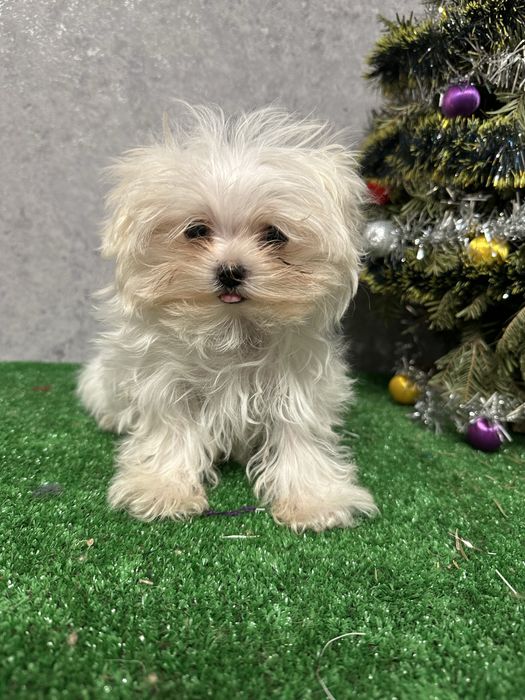 Щенок мальтийской болонки