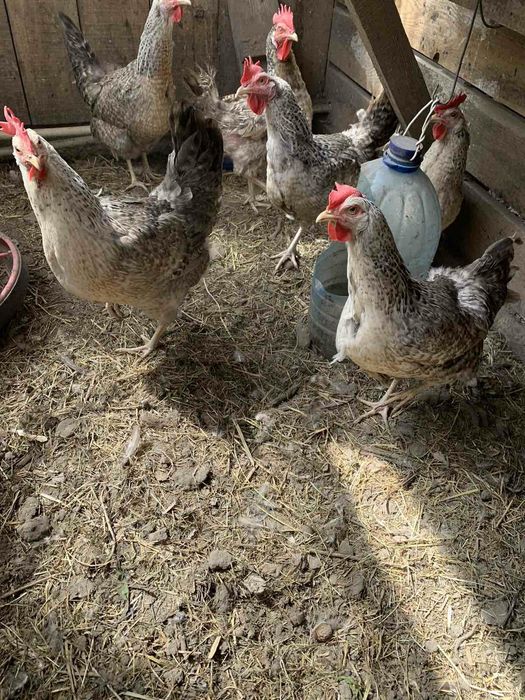 Яйця Борківська Барвиста