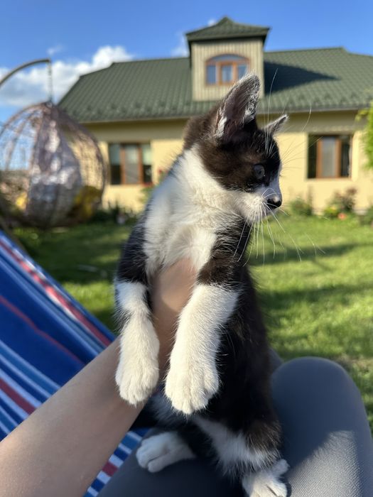 Котик безкоштовно