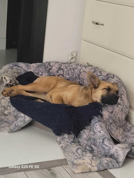 Urocza, młodziutka ALMA czeka na kochający domek.Adopcja!