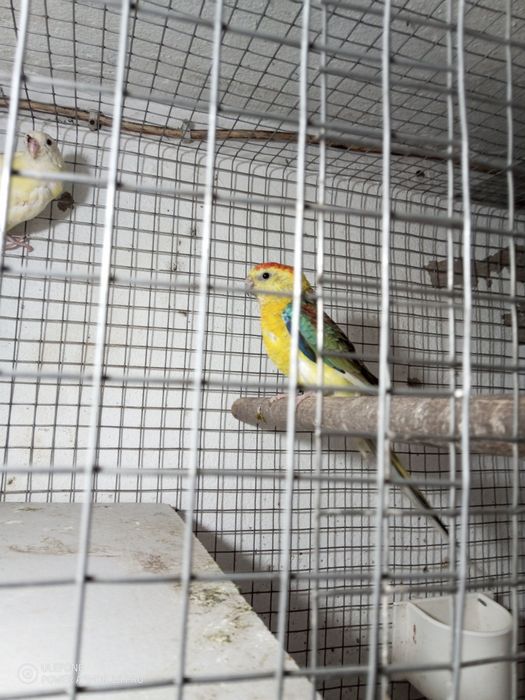 Vendo red rumper e casal de forpus