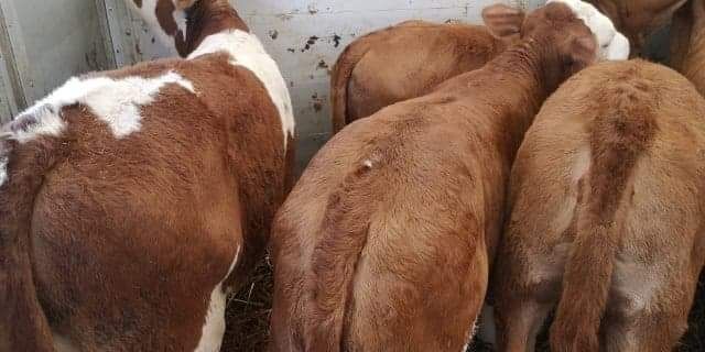 Sprzedam cielęta mięsne byczki oraz jaloweczki, super jakość