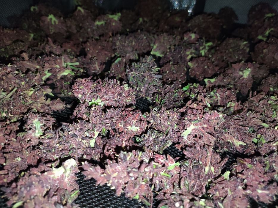 1000 gram 1 kg  Black Devil susz konopi CBD