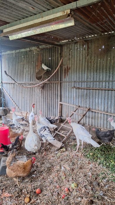 Perus caseiros criados at livre