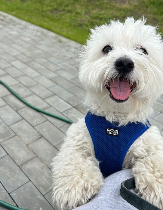 Opieka nad psem kotem z doświadczeniem i miłością